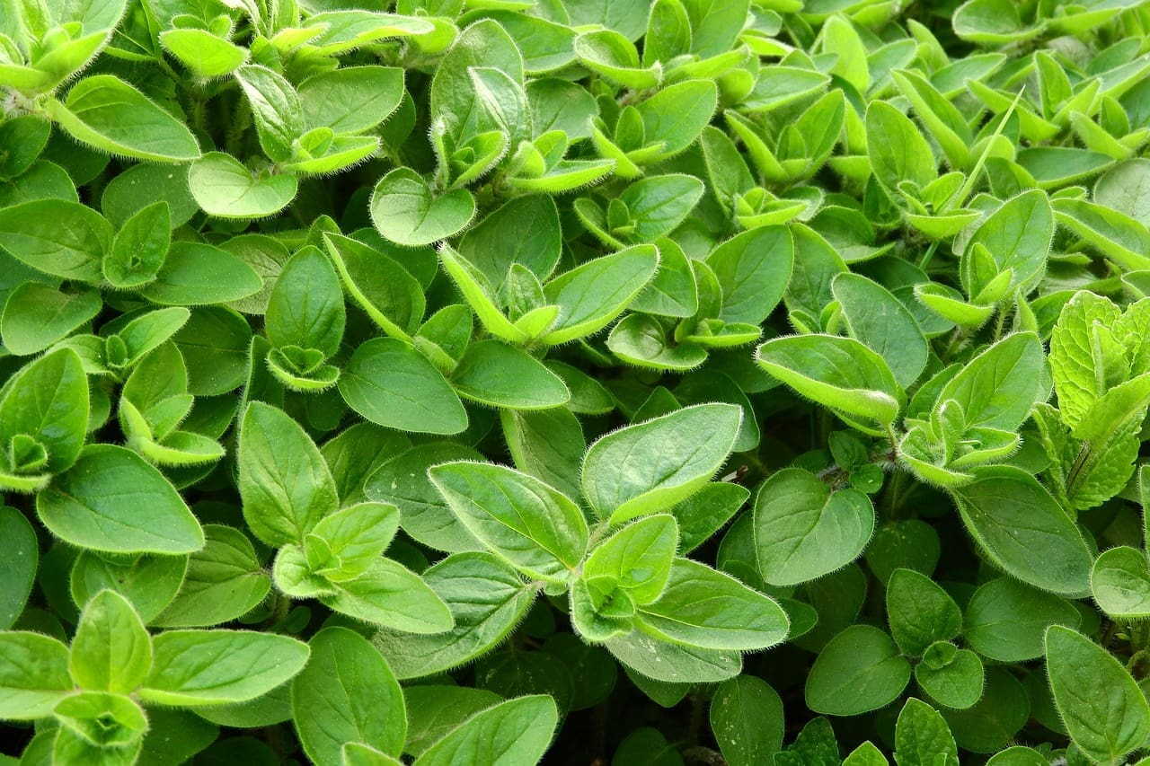 marjoram, cooking, nature, herbs in the kitchen, spice, leaves, origanum majorana