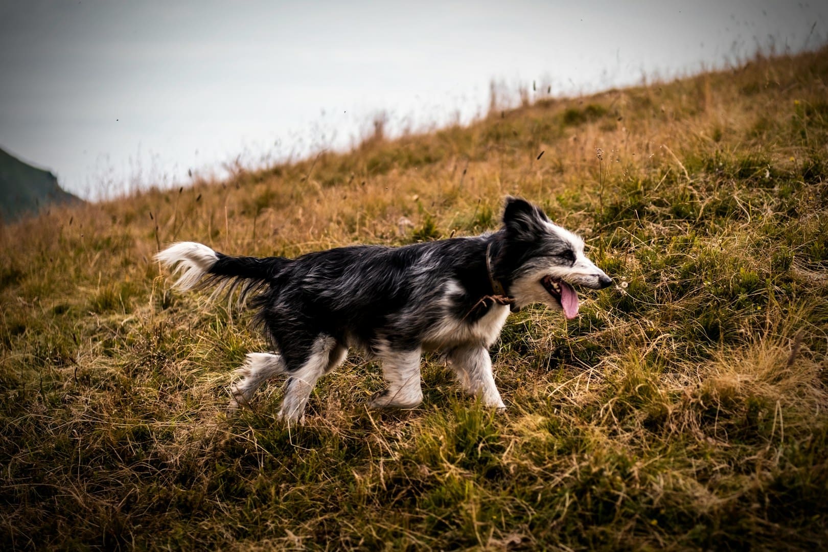 black and white border collie on green grass field during daytime