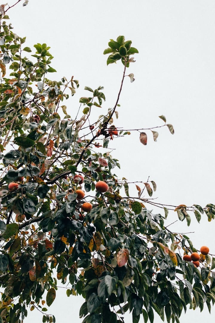 A tree filled with lots of fruit on top of it