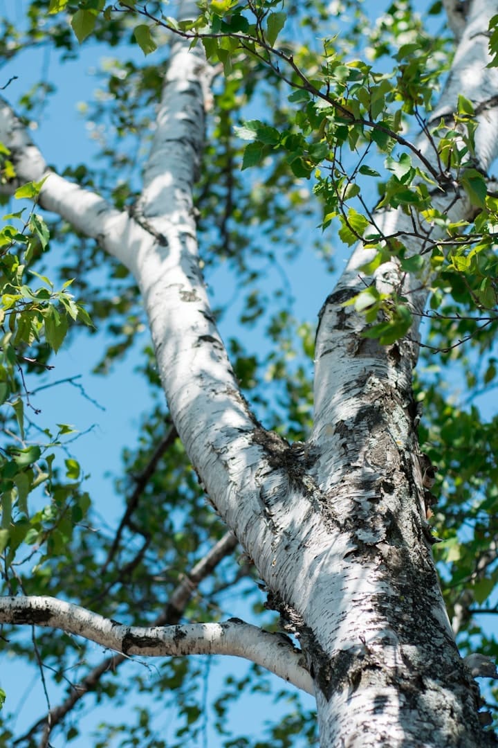 green tree during daytime