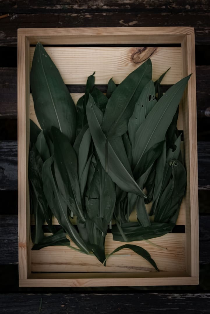 Fresh green leaves fill a wooden crate.