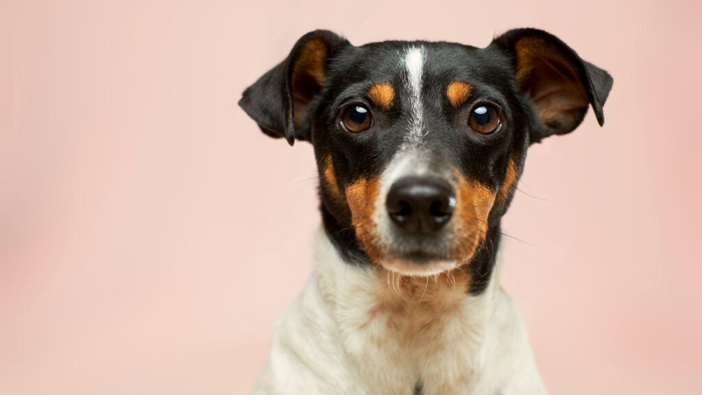 black and white short coated dog
