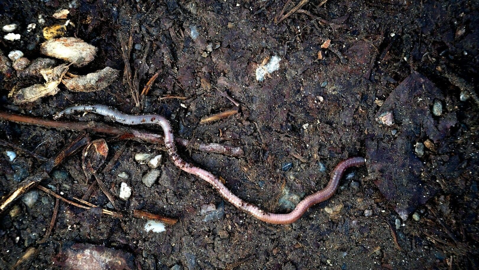 a snake that is laying on the ground