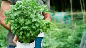 Zvadne bazalka ze supermarketu vždycky? S těmito odbornými tipy ne