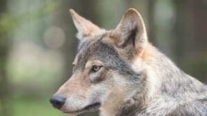 Tohle zvíře Češi milují. A přitom o něm neví skoro nic