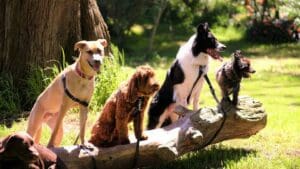Psí plemena nejnáročnější na lékařskou péči. Tyto psi si nepořizujte, nebo vás zcela zrujnují, radí veterináři