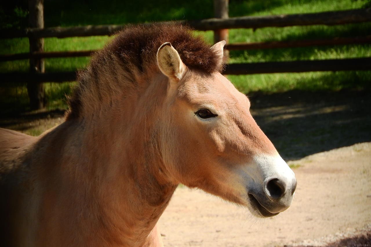 przewalski's horse, horse, head, nature, equus przewalskii, prague zoo