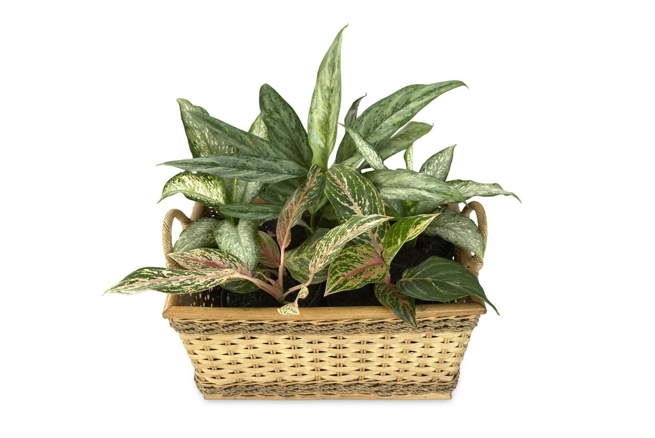 aglaonema, dieffenbachia, pot scaping, decorative plants, plant, green, leaf, garden, pot, aglaonema, aglaonema, dieffenbachia, dieffenbachia, dieffenbachia, dieffenbachia, dieffenbachia