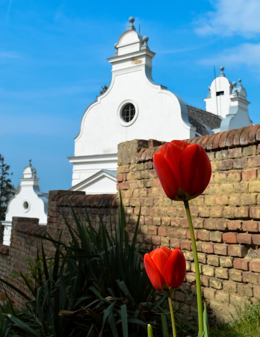 Two red tulips in front of a white building.