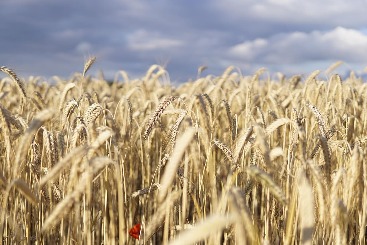 wheat field, wheat, field, evening sun, clouds, grain, agriculture, cornfield, landscape, nature, summer, grain field, plant, food, harvest, wheat ears, rural, heaven, sun, wheat field, wheat field, wheat field, wheat, wheat, wheat, wheat, wheat, grain, grain, grain, cornfield, cornfield, harvest