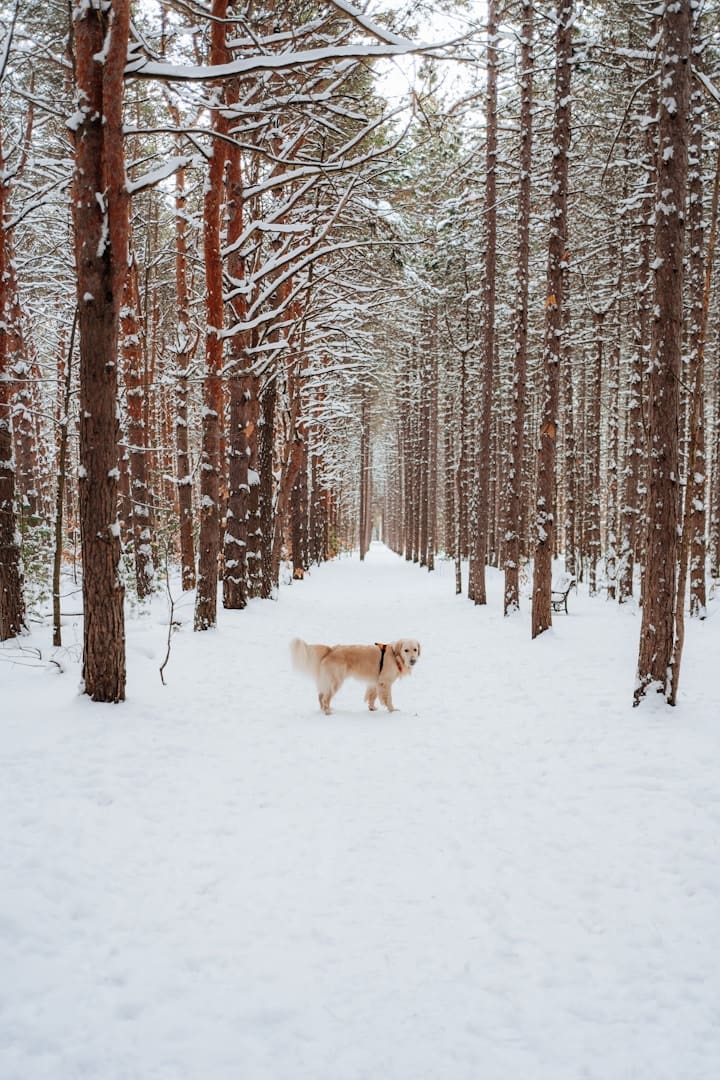 A golden retriever walks down a snowy forest path