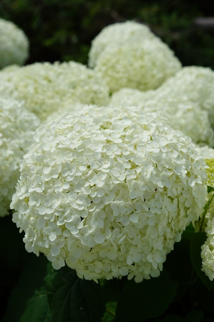 A bunch of white flowers with green leaves