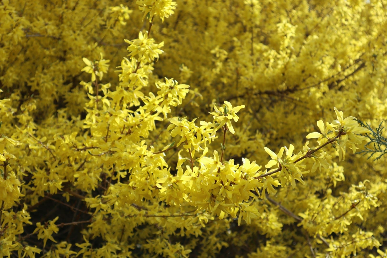 A close up of a tree with yellow leaves