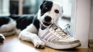 Konec rozkousaných bot a stížností sousedů: Našli jsme 3 psí introverty, kteří milují samotu